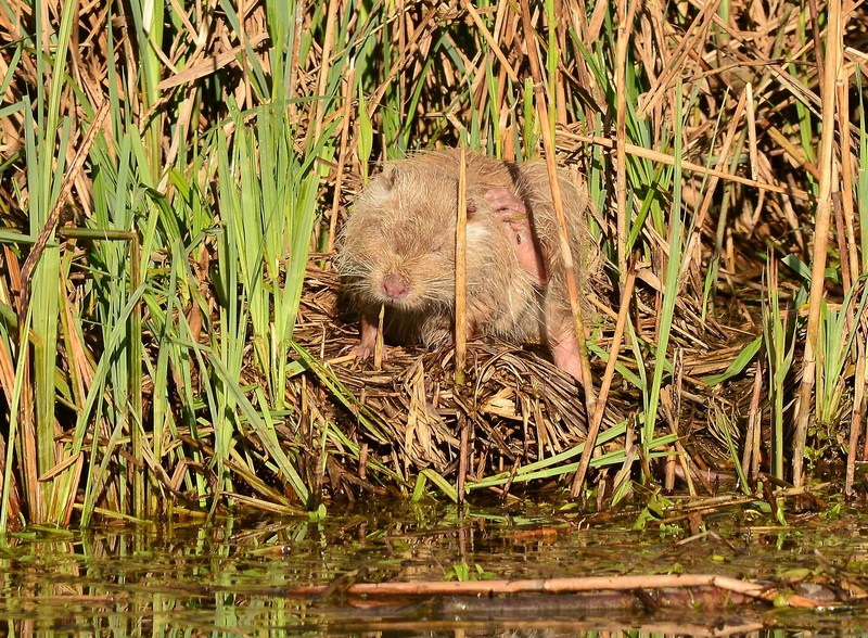 Strana nutria